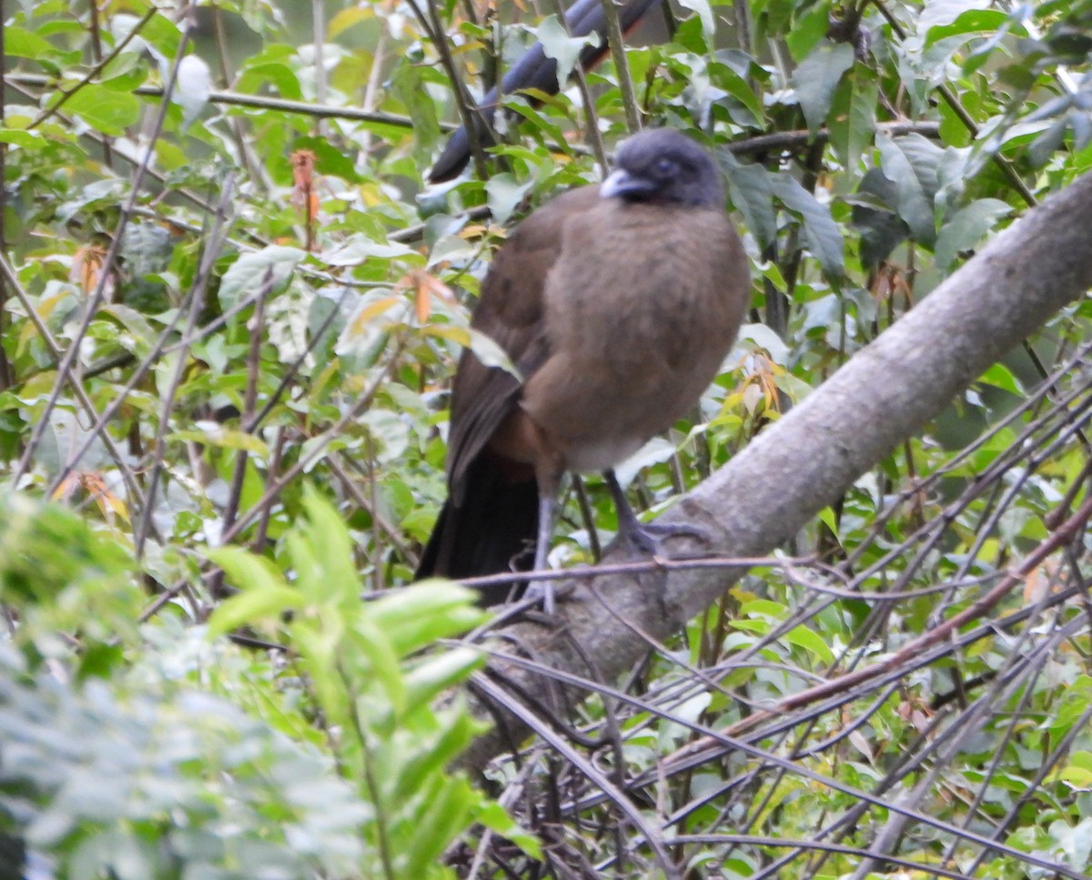 Чачалака рудогуза - ML646600718