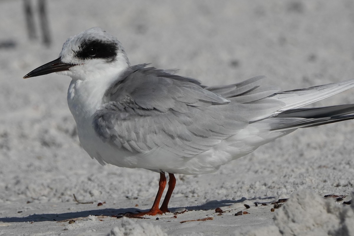 Forster's Tern - ML646600719