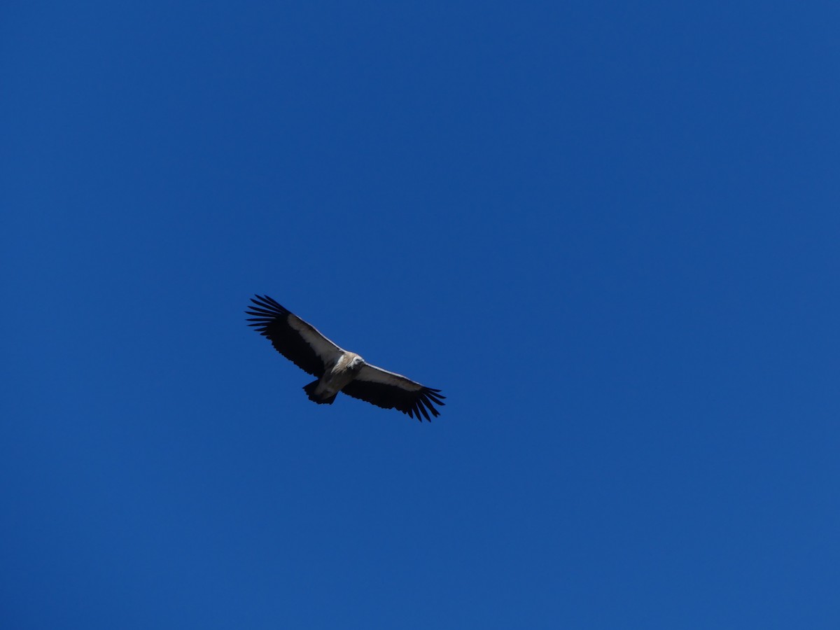 Vautour de l'Himalaya - ML646600723