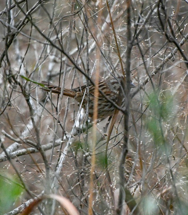 Song Sparrow - ML646600724