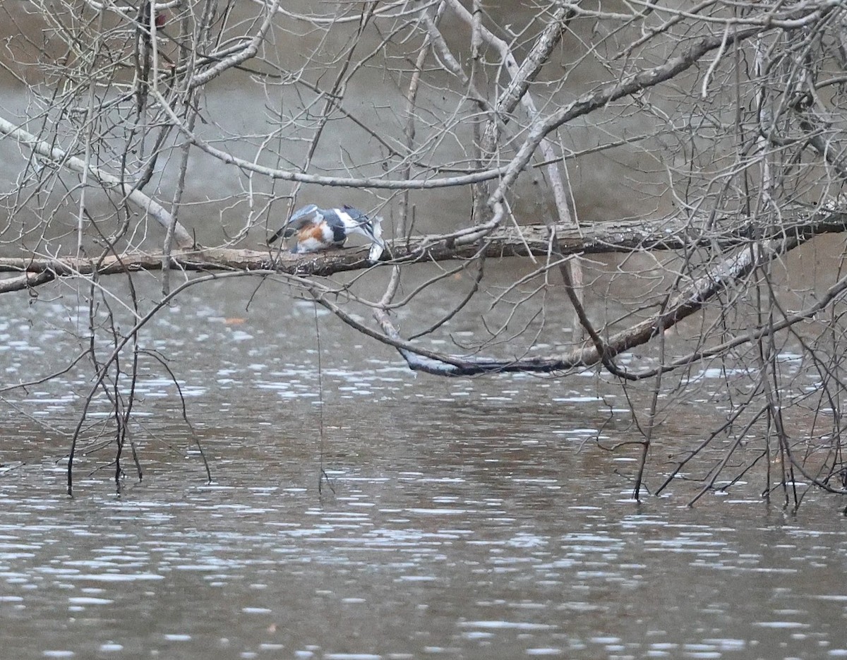 Belted Kingfisher - ML646600727