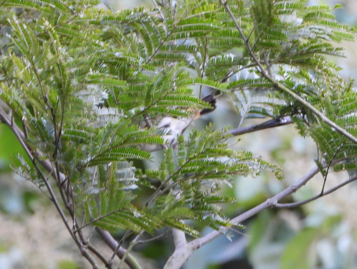 סבכון חכלילי - ML646600731