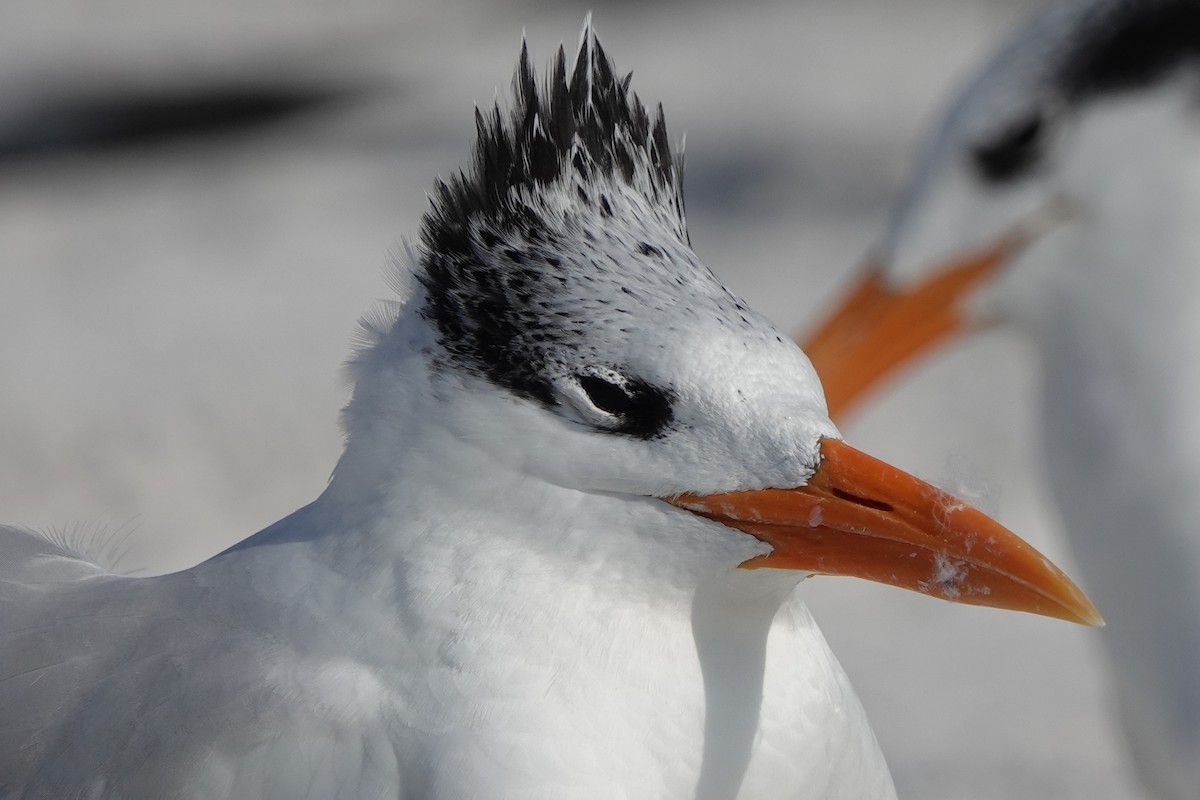 Royal Tern - ML646600732