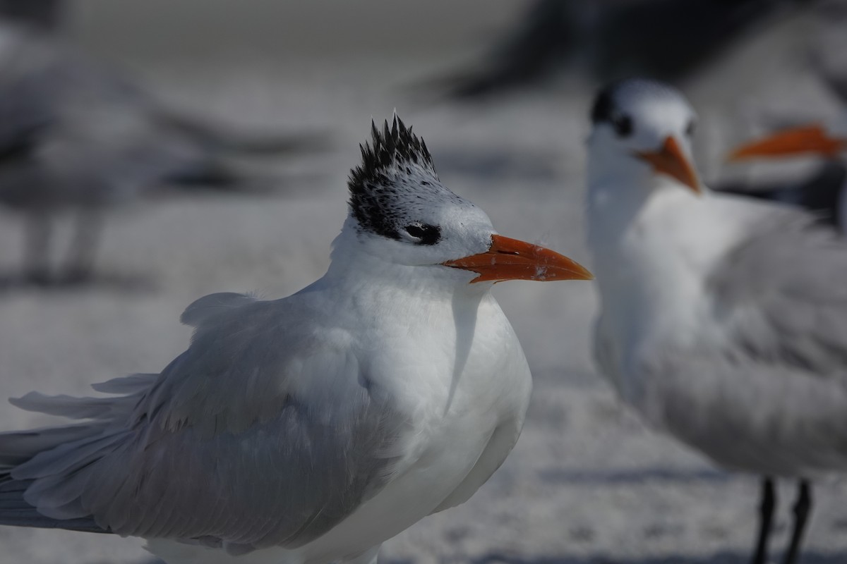 Royal Tern - ML646600733