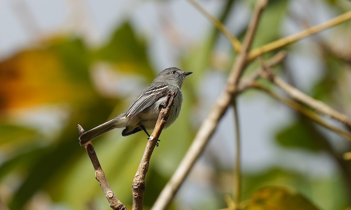 Gray-headed Elaenia - ML646600736