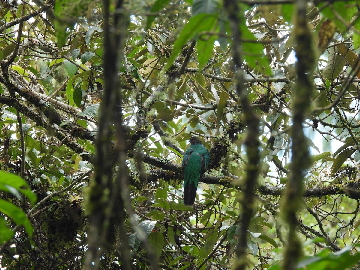 Quetzal doré - ML646600737