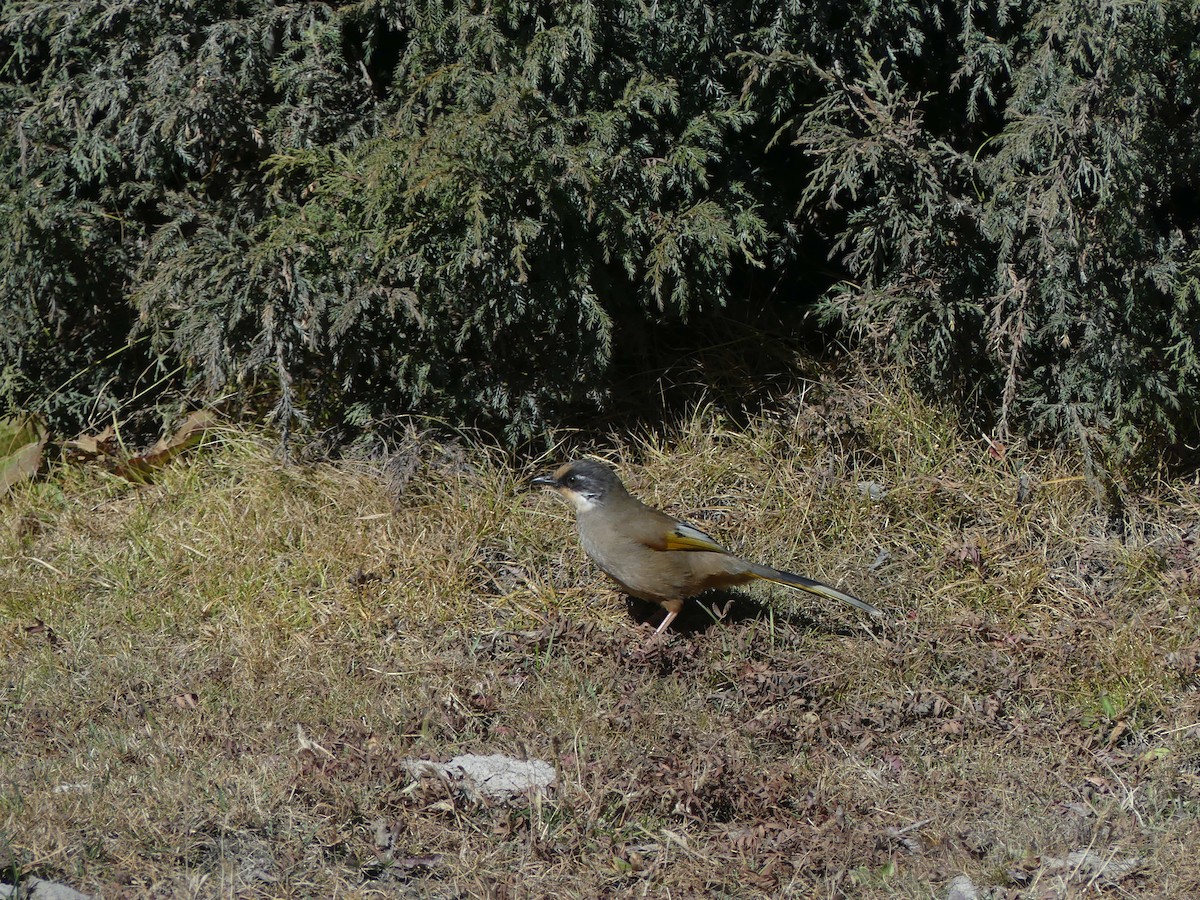 Variegated Laughingthrush - ML646600738