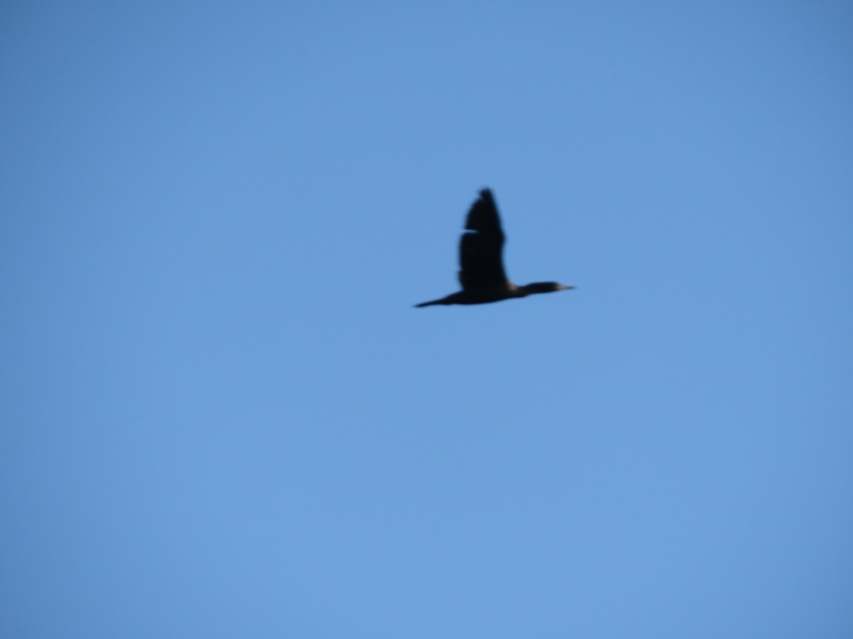 Little/Indian Cormorant - ML646600742