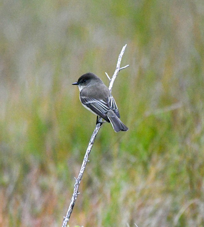 Eastern Phoebe - ML646600743