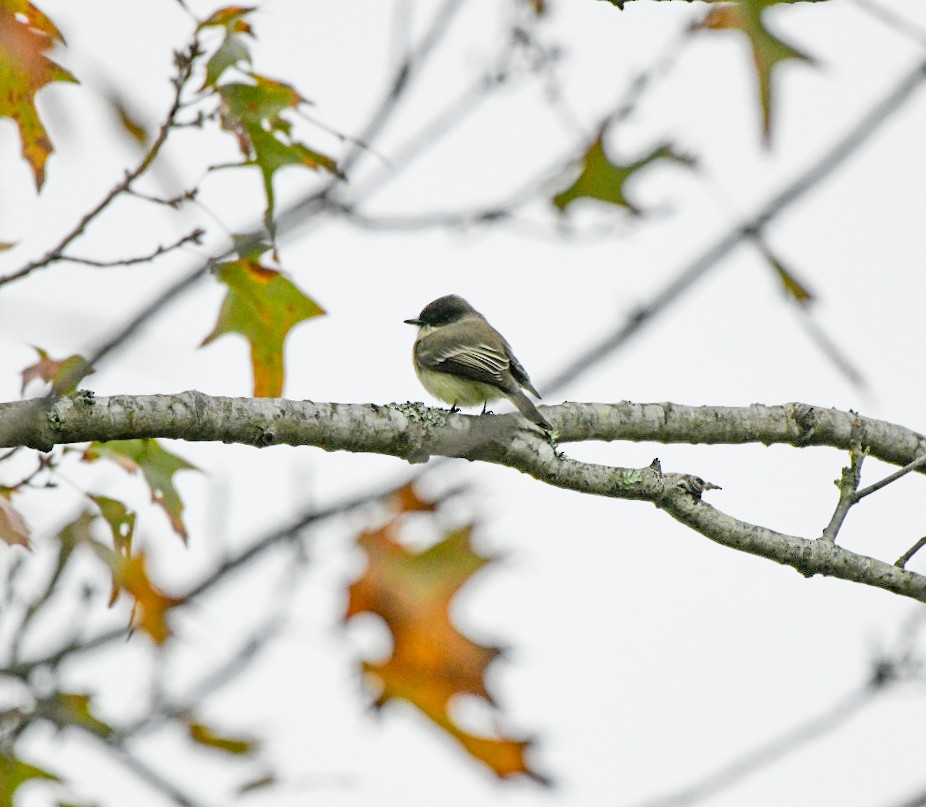 Eastern Phoebe - ML646600744