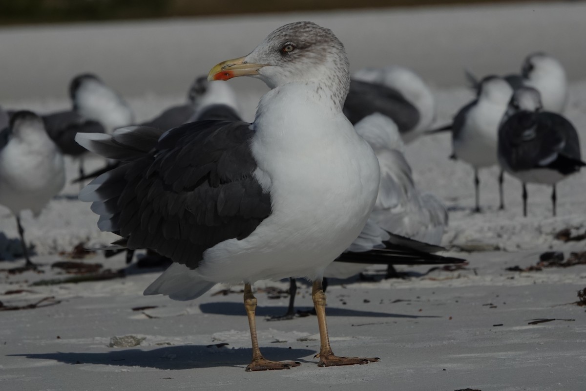 小黑背鷗 - ML646600745