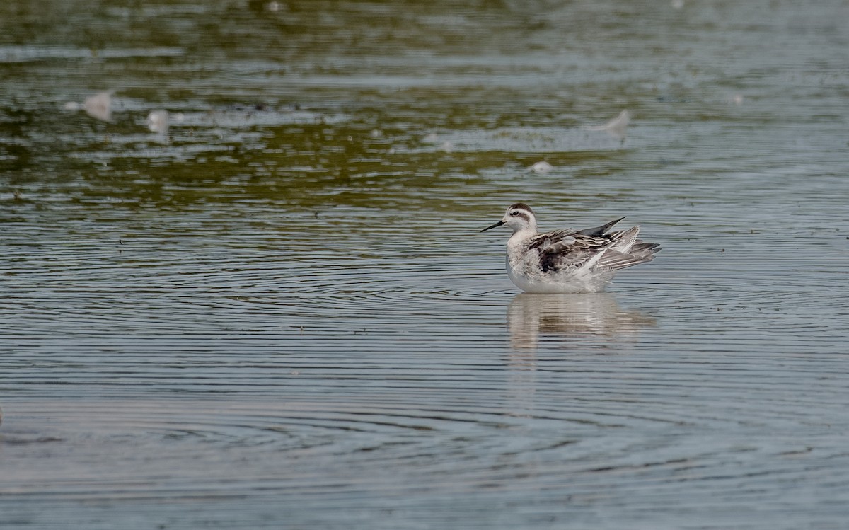 Red-necked Phalarope - ML646600746