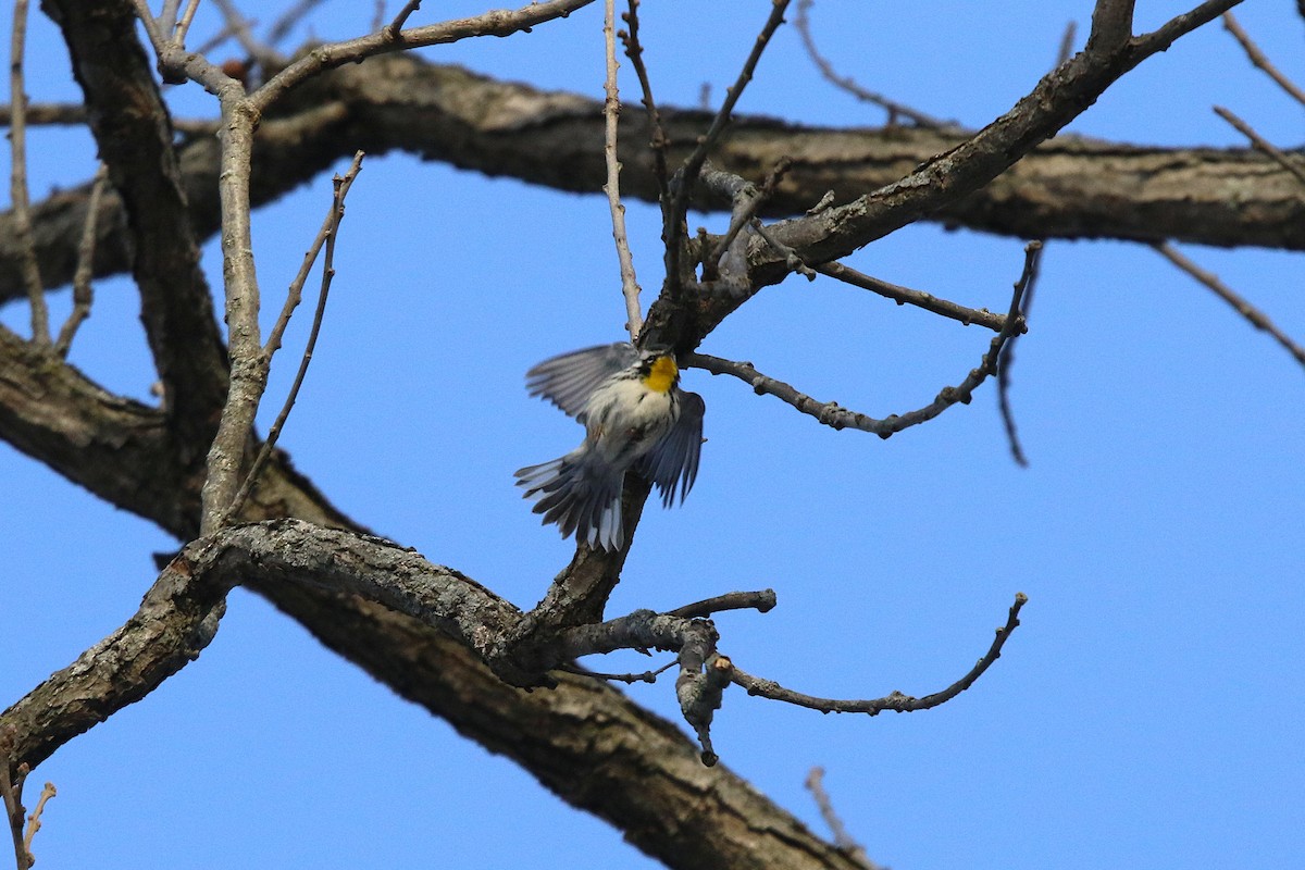 Paruline à gorge jaune - ML646600752