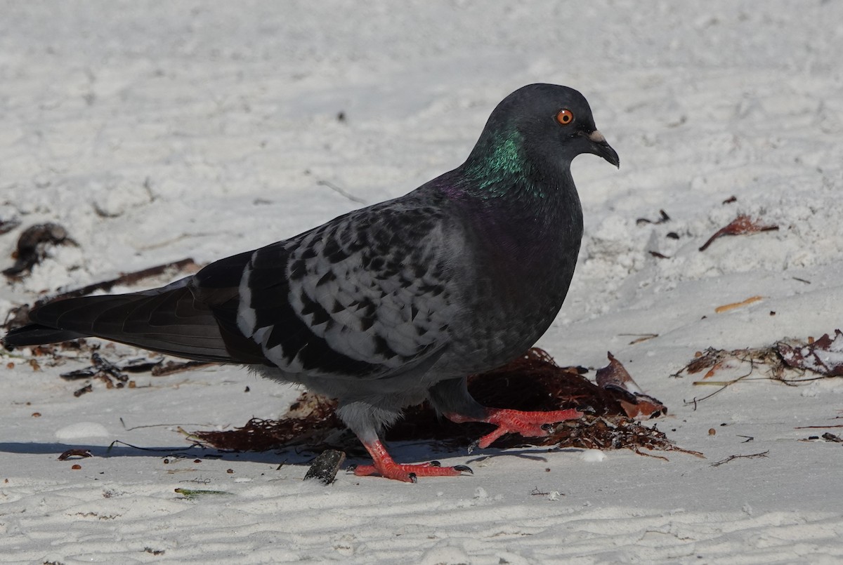 野鴿(野化) - ML646600753