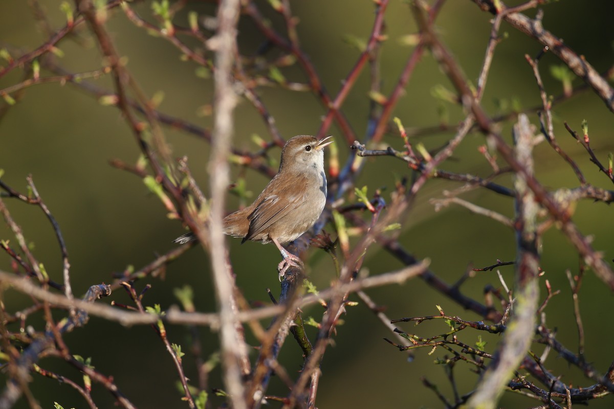 Cetti's Warbler - ML646600756