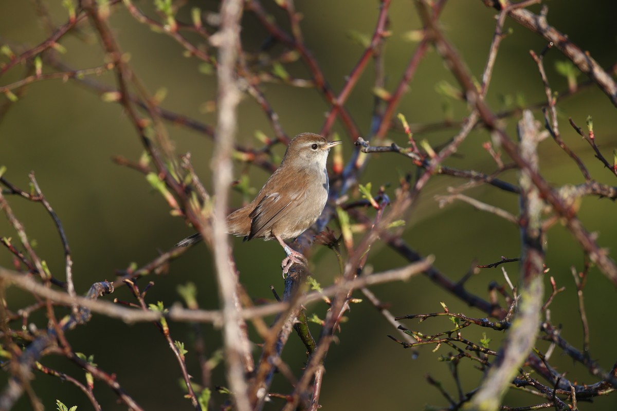 Cetti's Warbler - ML646600760