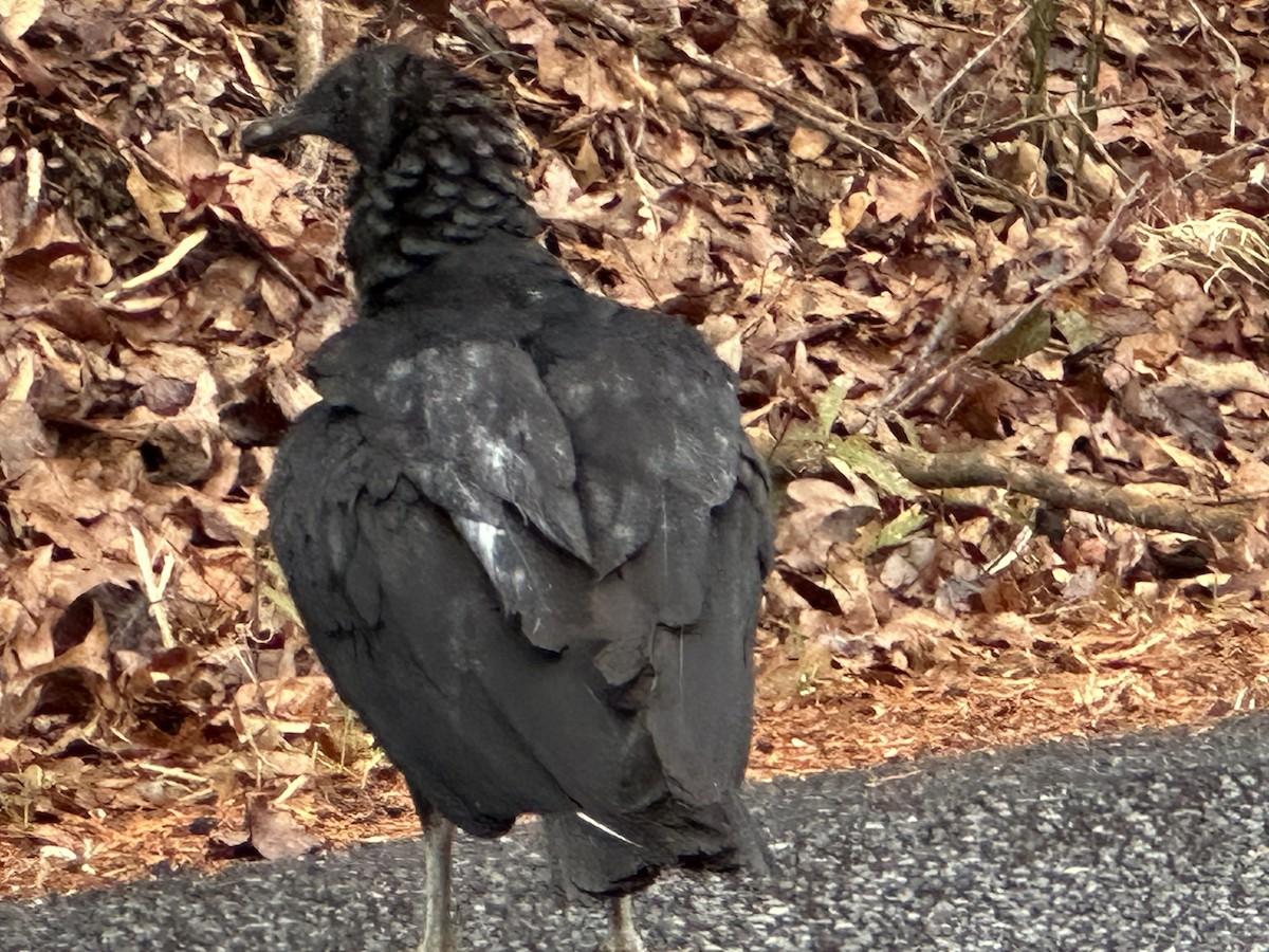 Urubu noir - ML646600762