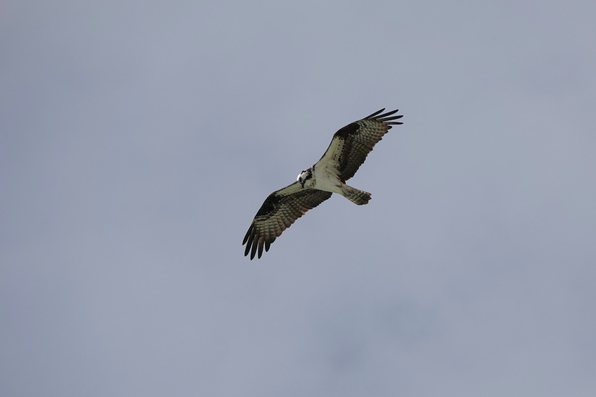 魚鷹 - ML646600763