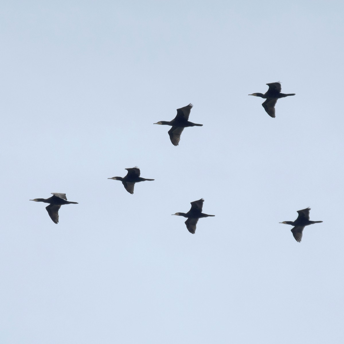 קורמורן גדול - ML646600764