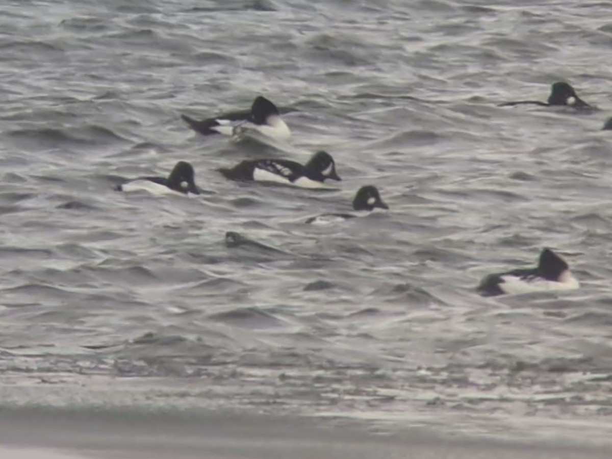 Гоголь ісландський - ML646600765