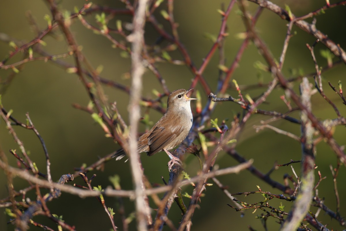 Cetti's Warbler - ML646600766