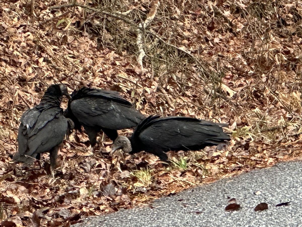 Urubu noir - ML646600767