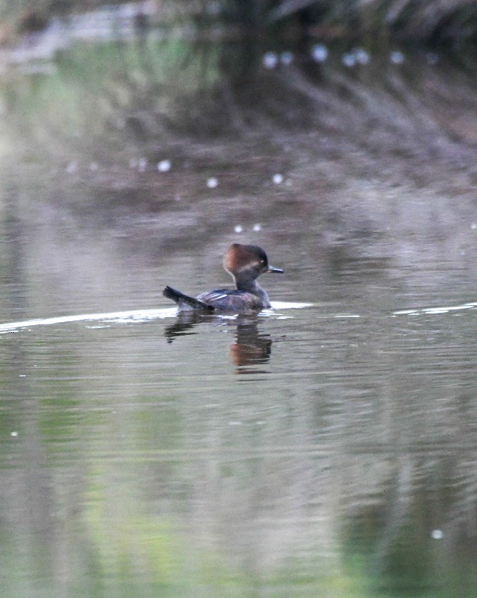 Hooded Merganser - ML646600769