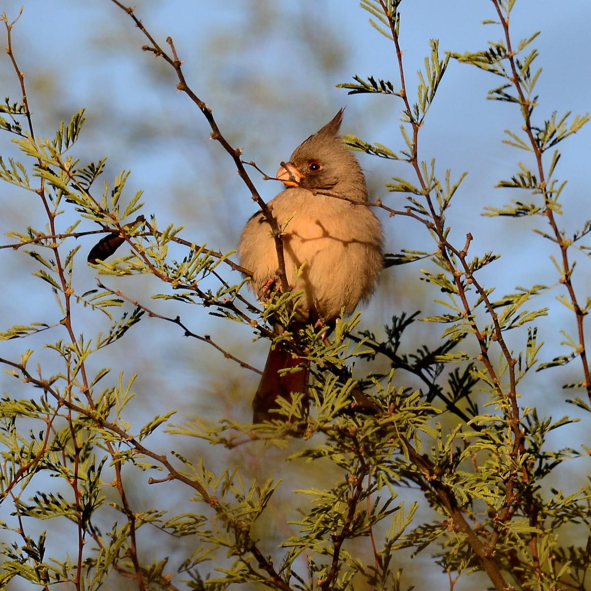 ørkenkardinal - ML646600771