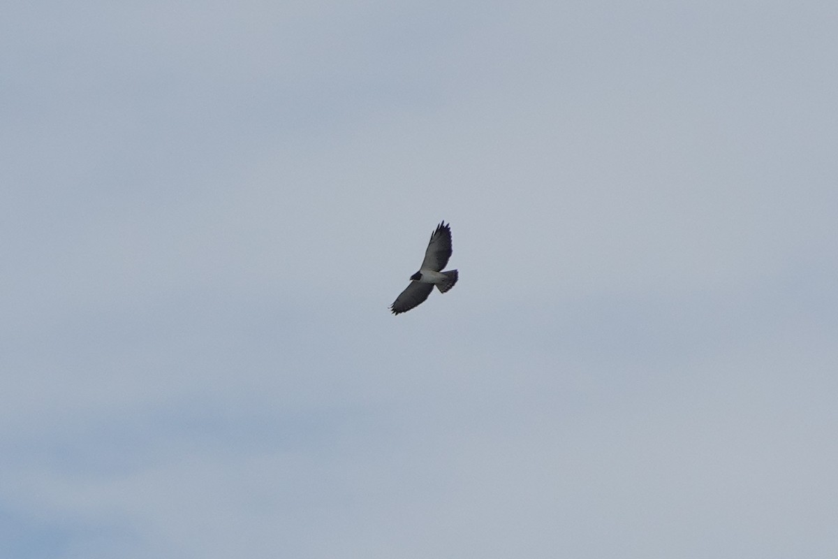 Short-tailed Hawk - ML646600772