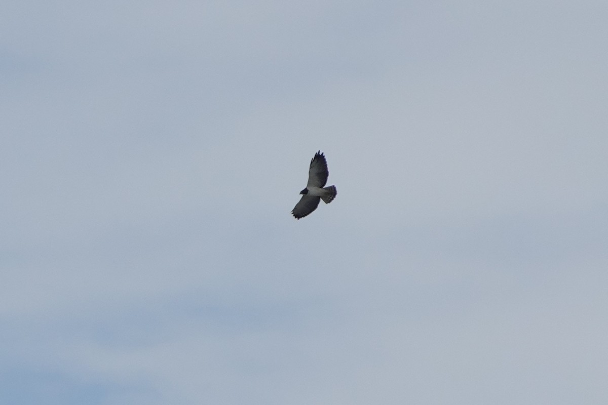 Short-tailed Hawk - ML646600773