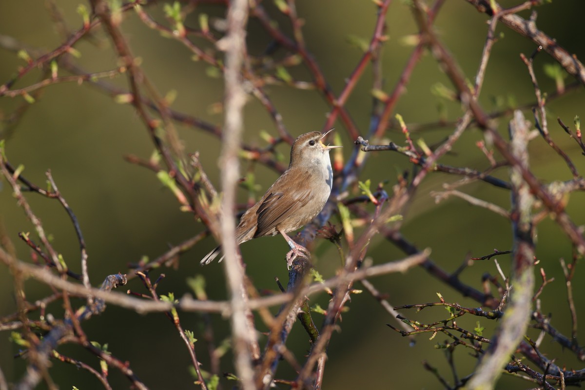 Cetti's Warbler - ML646600777
