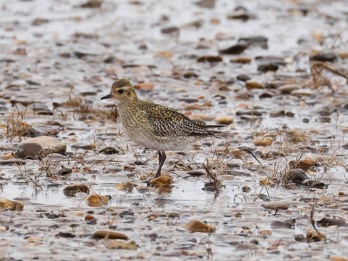 Сивка звичайна - ML646600781