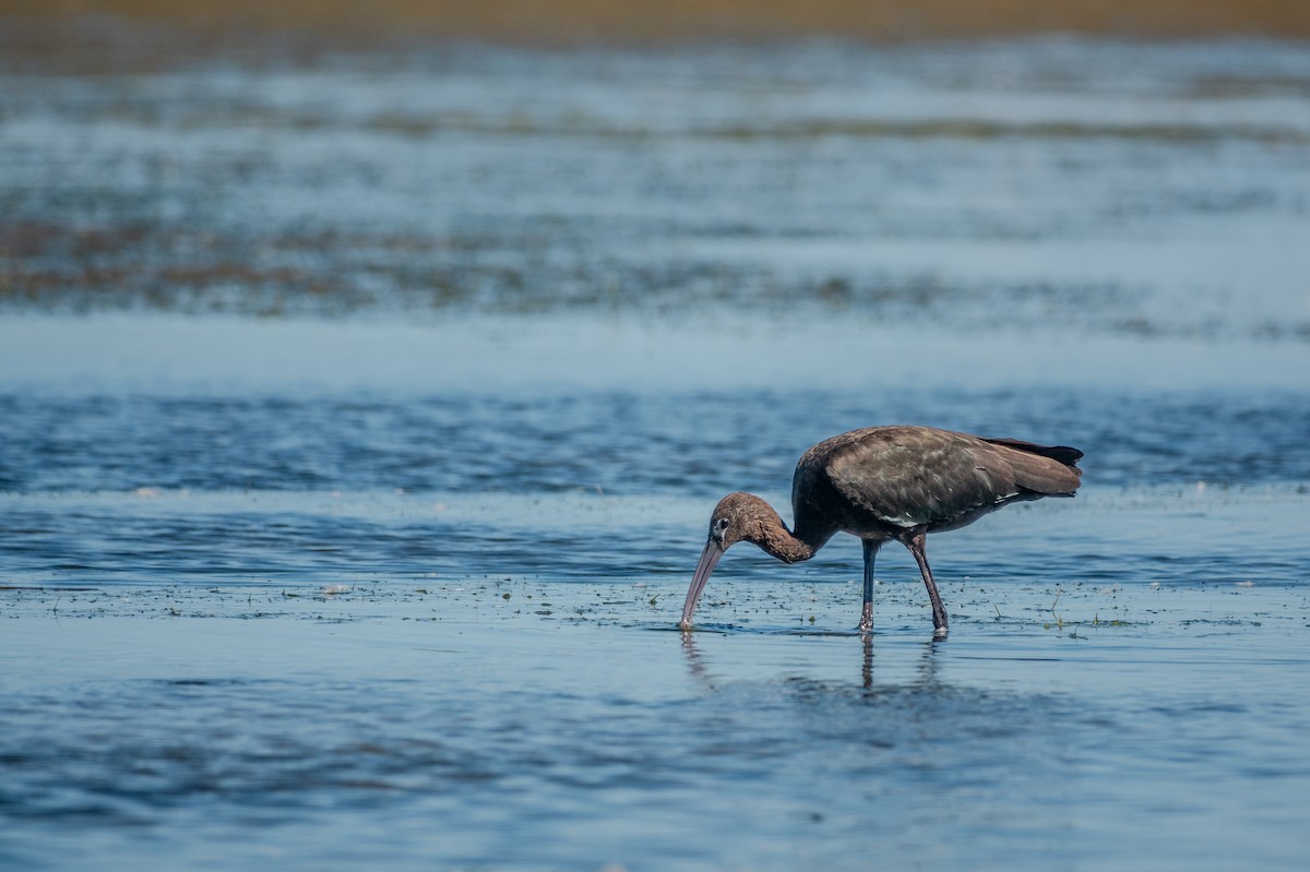Glossy Ibis - ML646600786