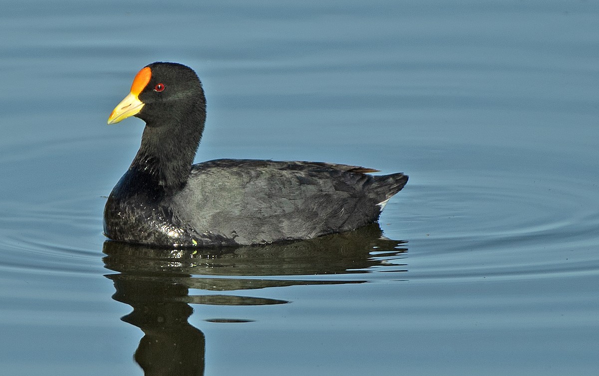 gulpannesothøne - ML646600787