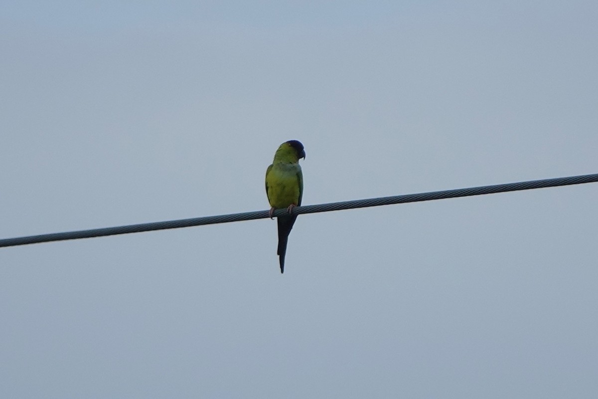 Nanday Parakeet - ML646600789