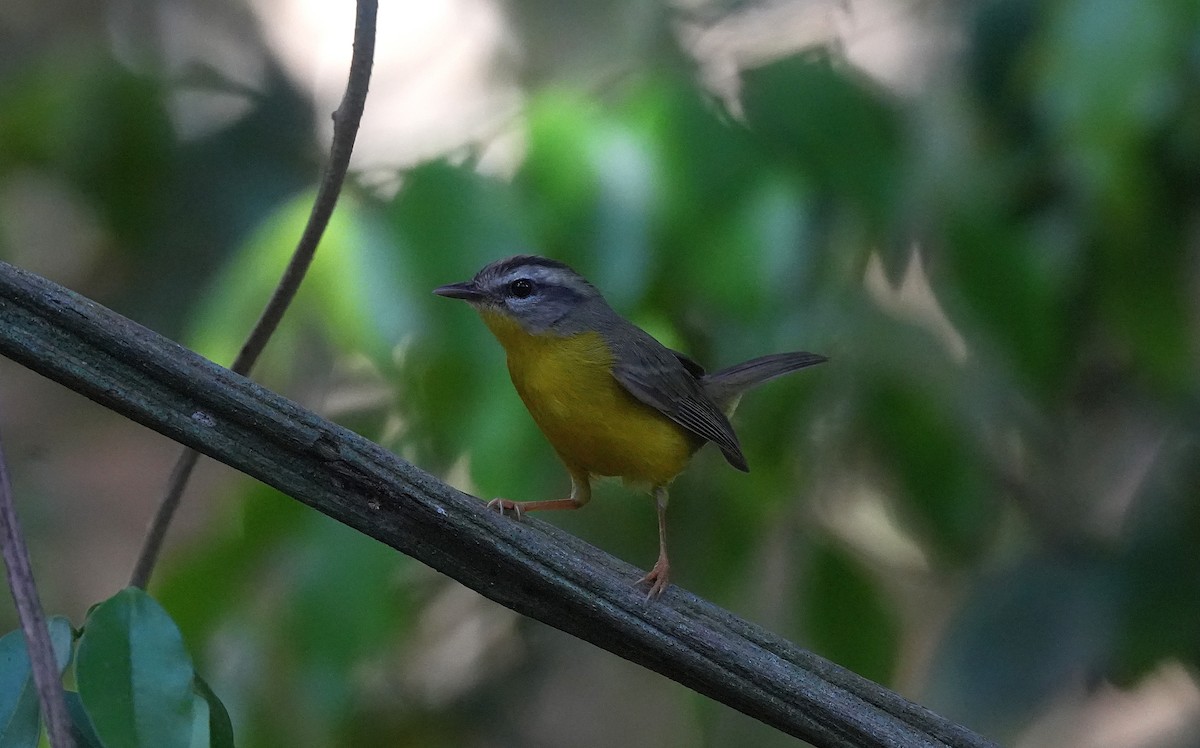 Golden-crowned Warbler - ML646600790