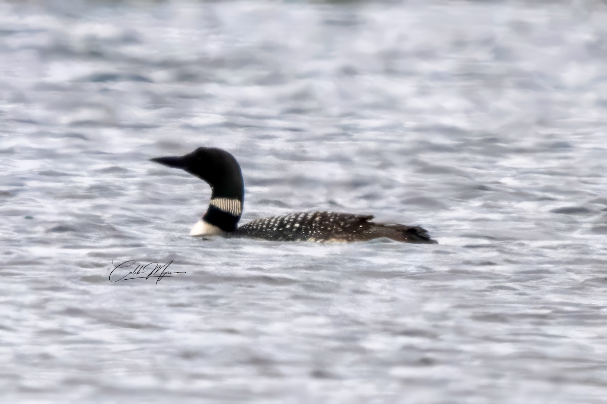 Common Loon - ML646600791