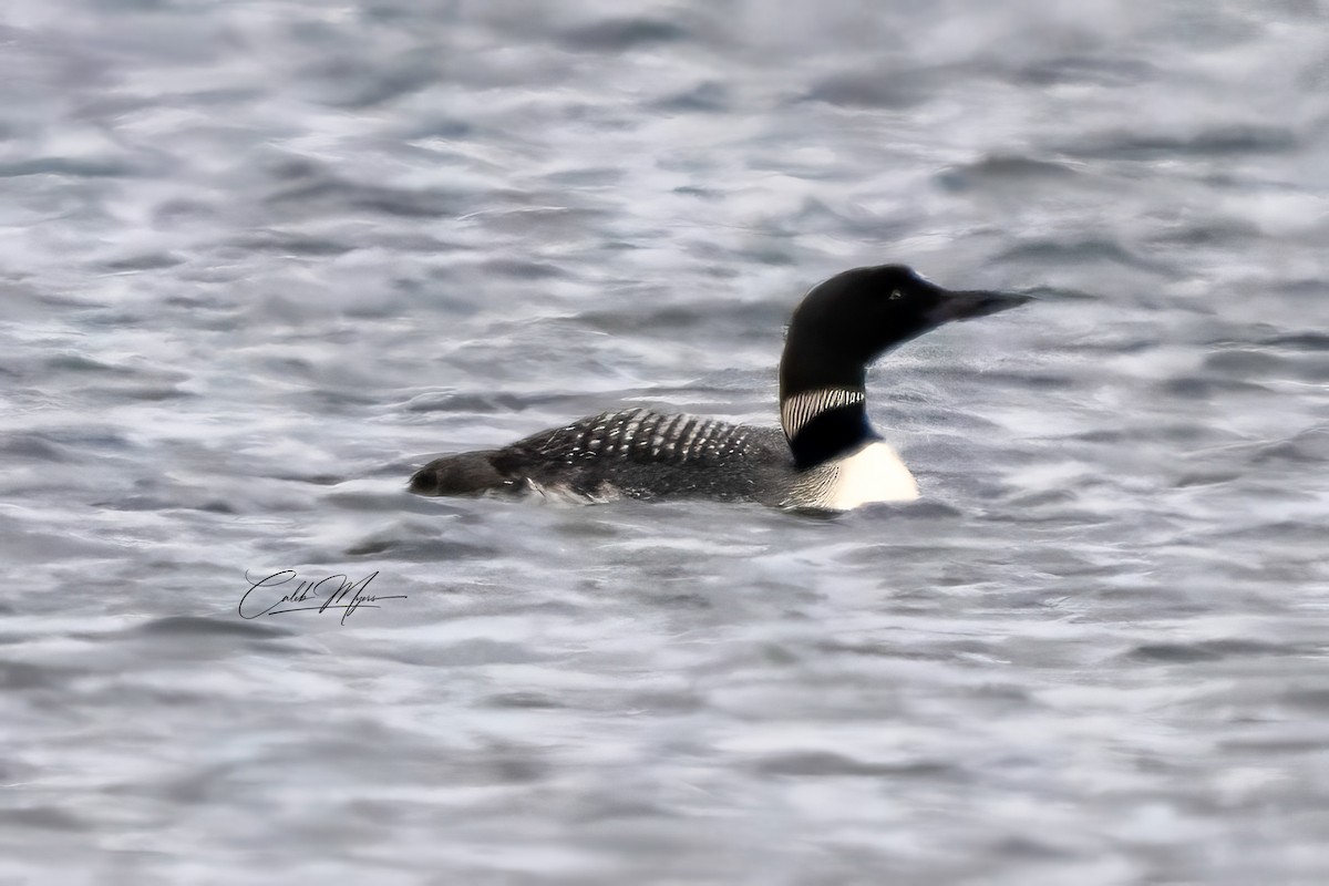 Common Loon - ML646600792