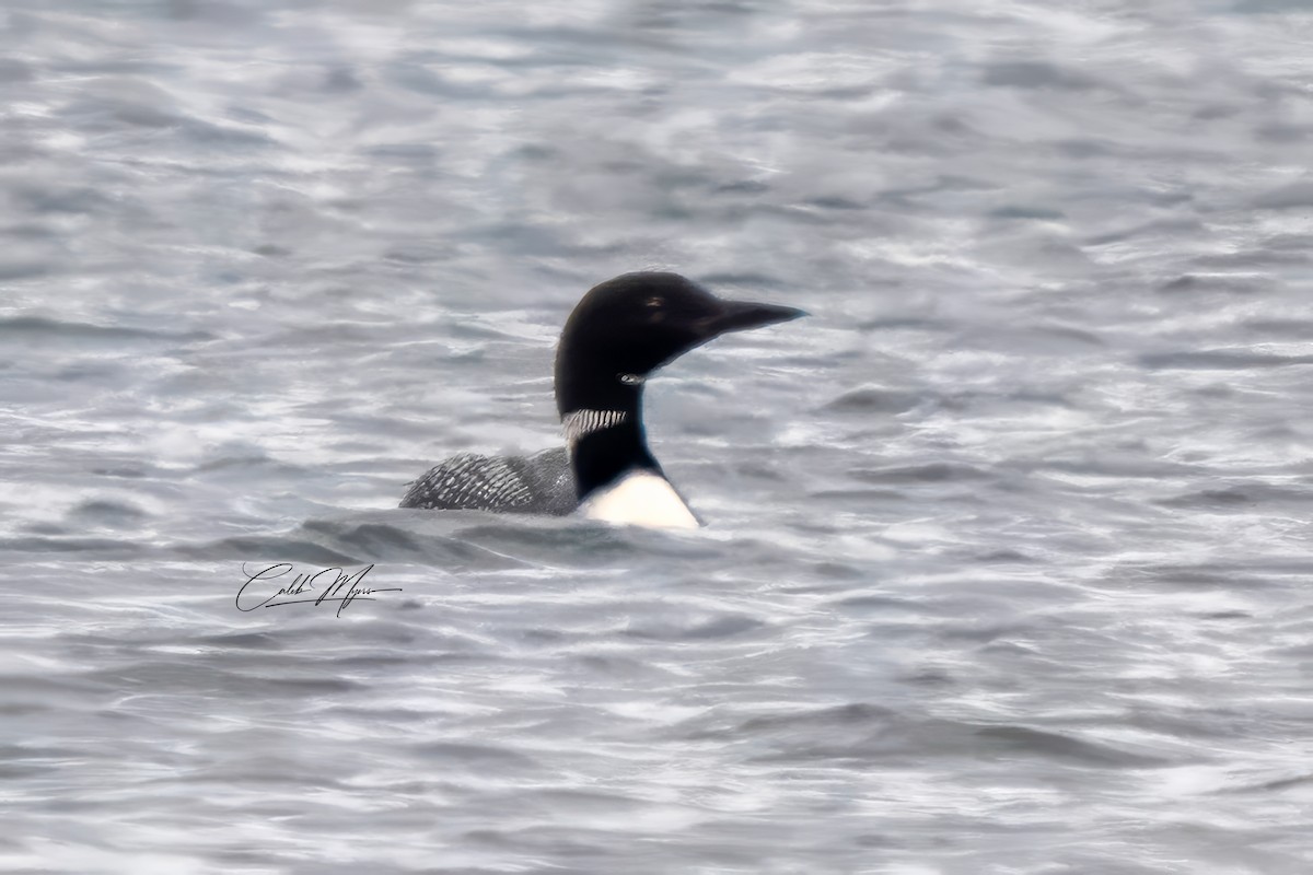 Common Loon - ML646600793