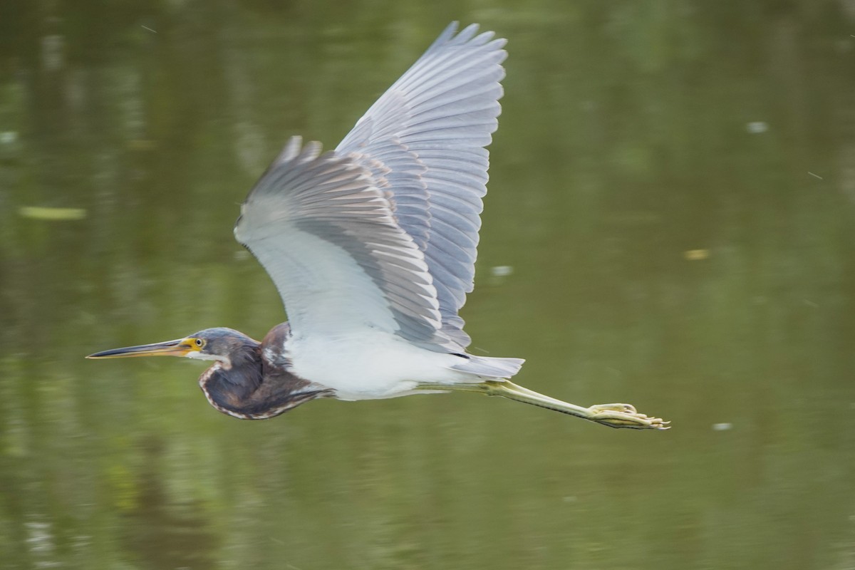Tricolored Heron - ML646600796