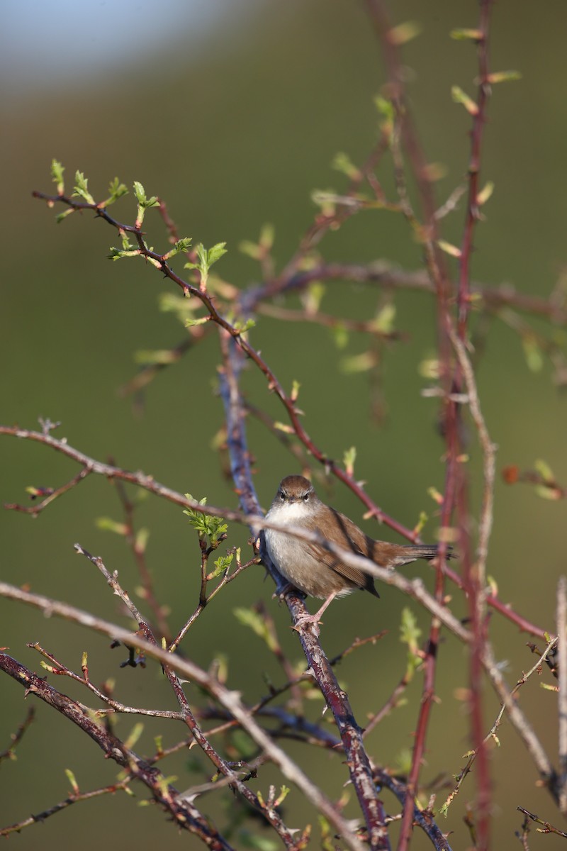 Cetti's Warbler - ML646600797