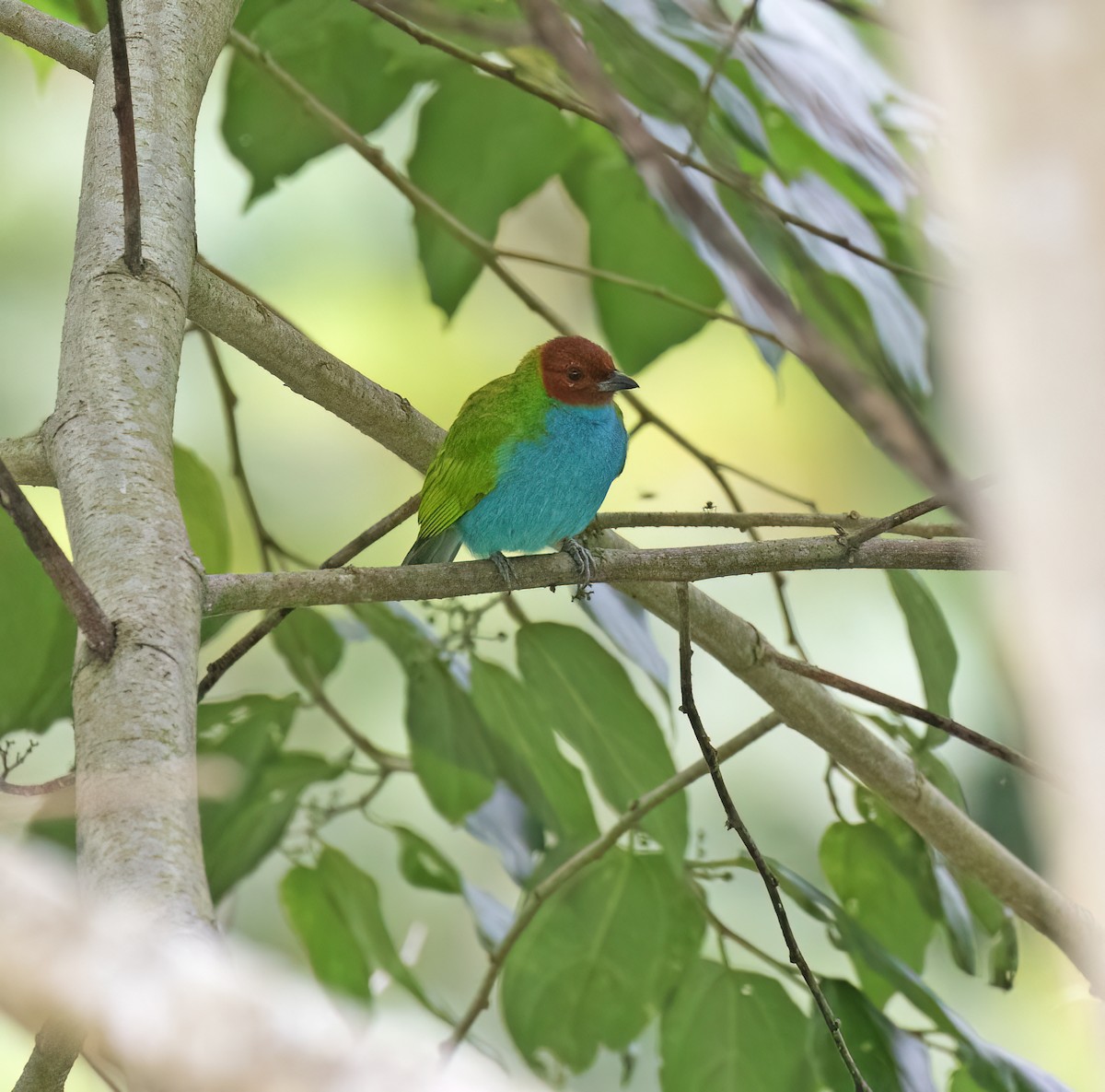 Bay-headed Tanager - ML646600798