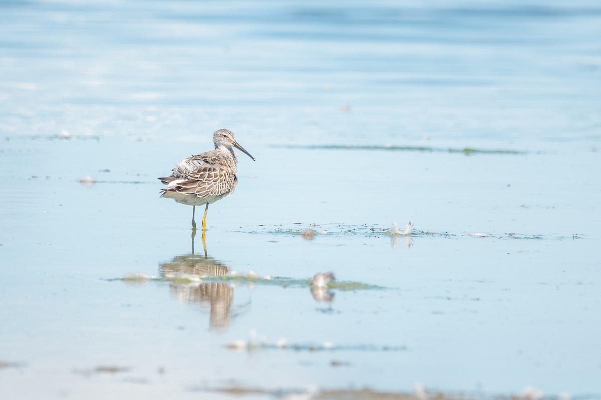 Stilt Sandpiper - ML646600799