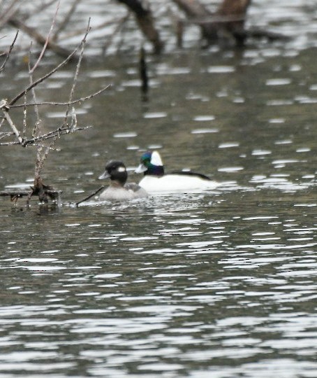 Bufflehead - ML646600800