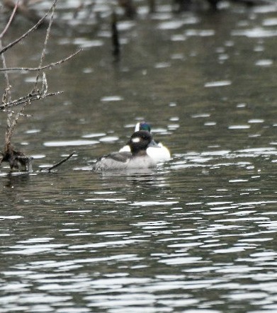 Bufflehead - ML646600801
