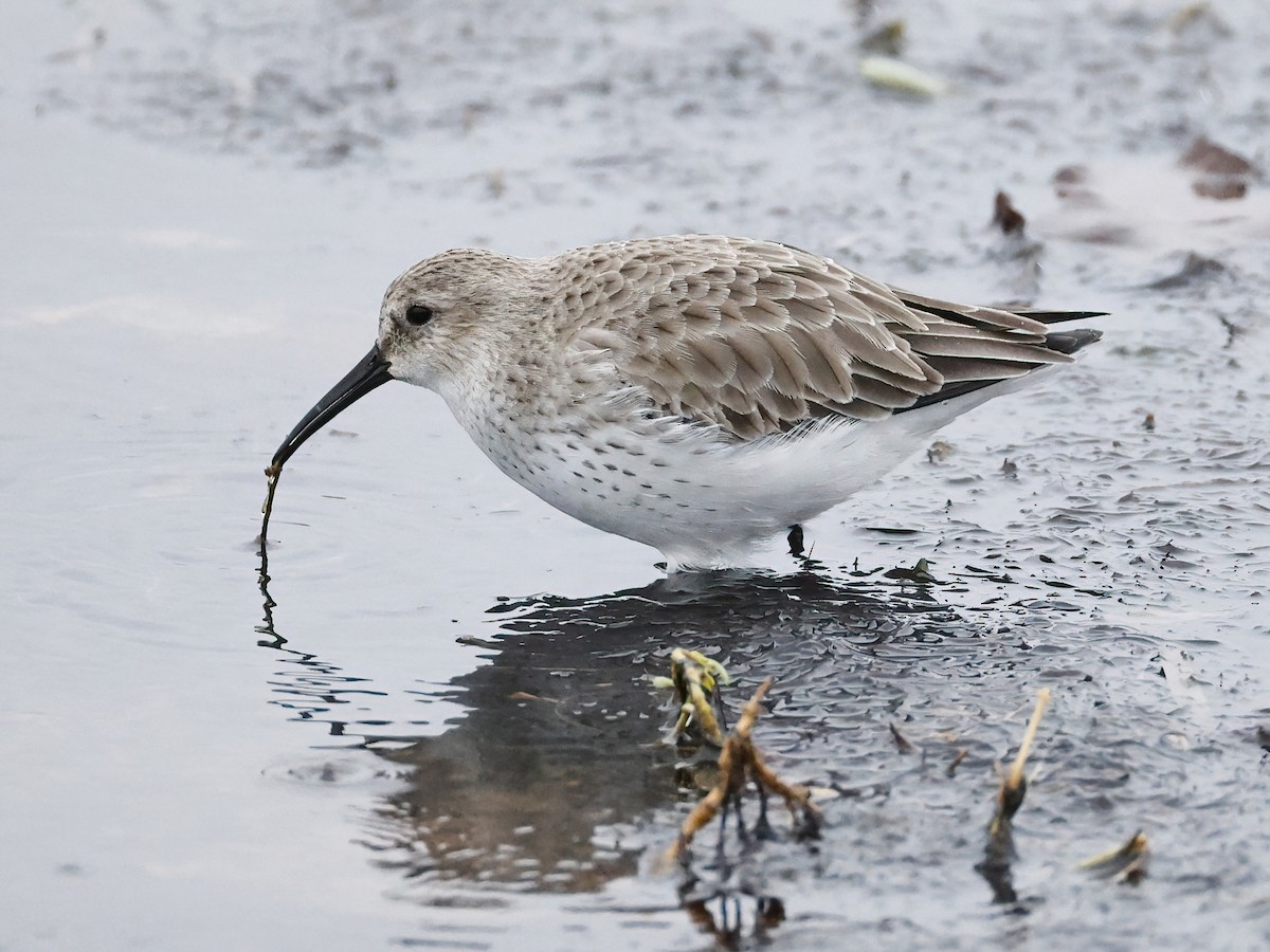 Dunlin - ML646600802
