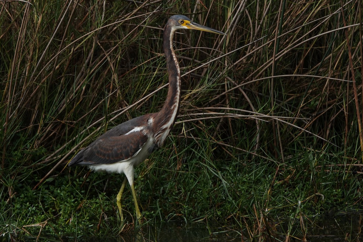Tricolored Heron - ML646600803