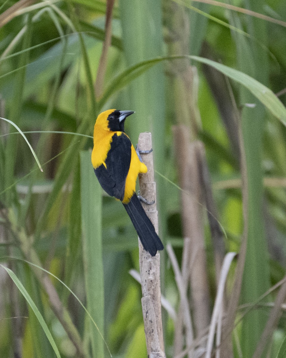 Yellow-backed Oriole - ML646600804
