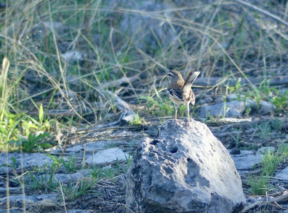 White-browed Scrub-Robin - ML646600805