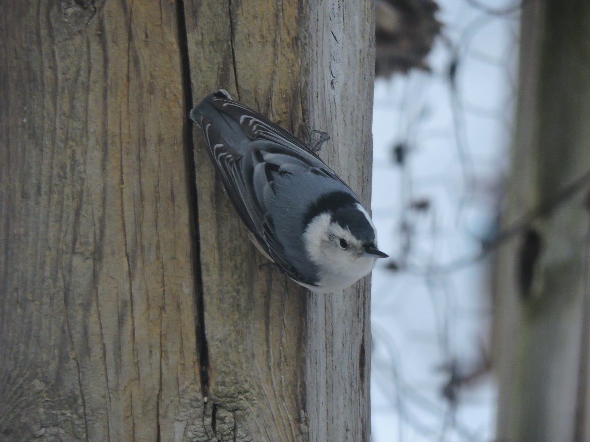 White-breasted Nuthatch (Eastern) - ML646600806